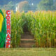 Get Lost Happily in Two Corn Mazes This Fall in Plant City