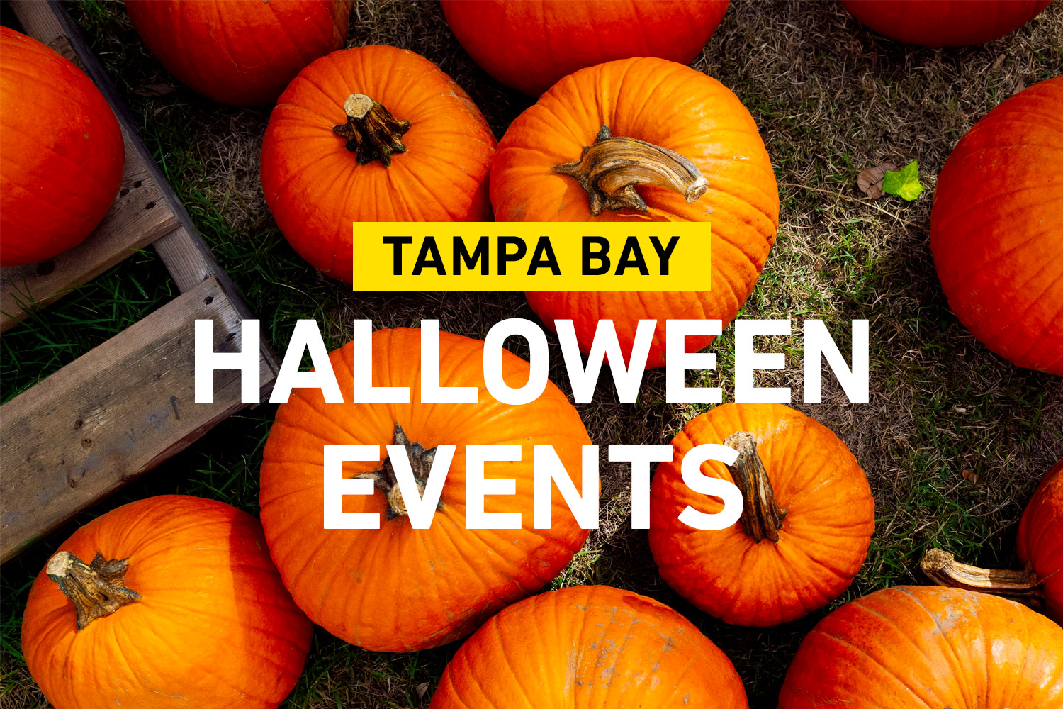 Your Guide to Tampa Bay's 10 Best Halloween Events – Don't Miss Out!