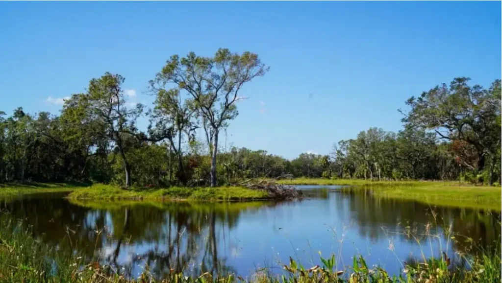Discover MacDill 48 Park: Tampa's New Favorite Green Space