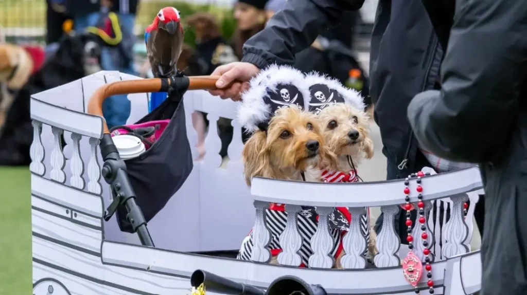 Best-dressed pirate puppies at the costume contest in Tampa