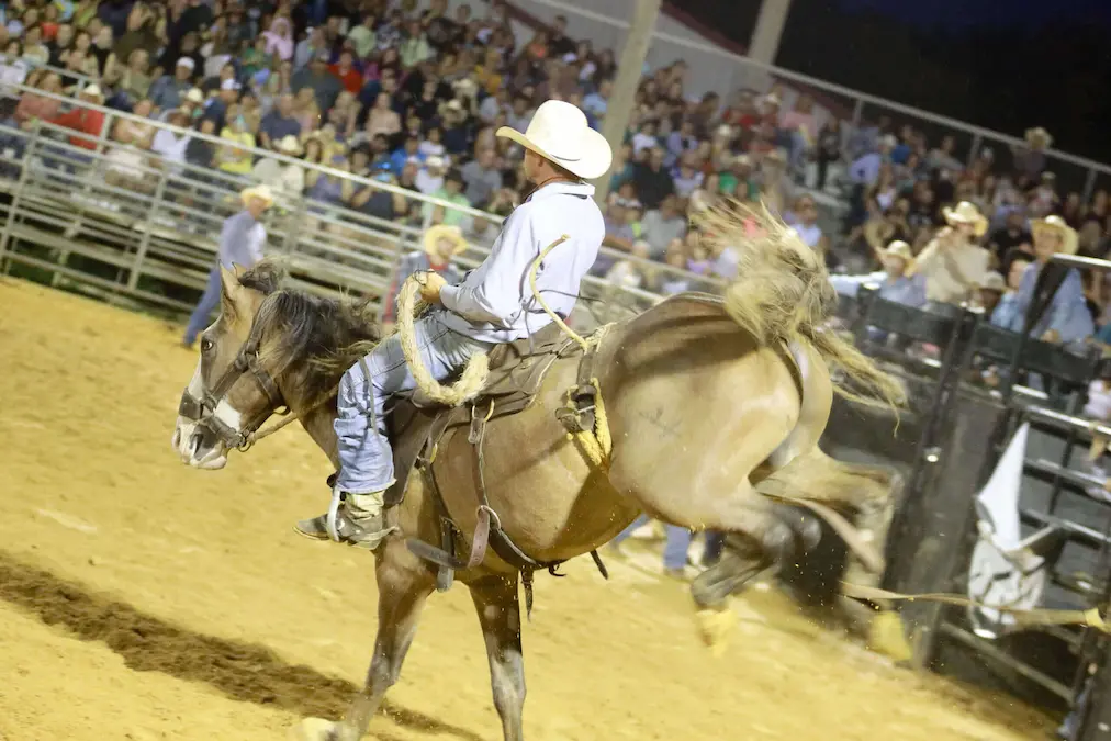 A cowboy riding a powerful bull at the Tampa Bay Rodeo.