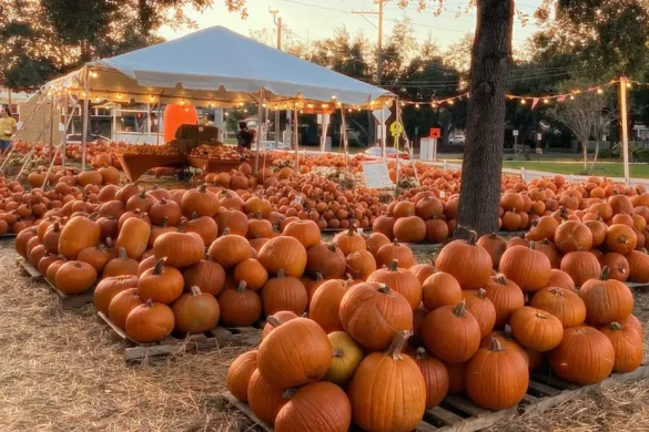 Halloween in Tampa pumpkin patch event