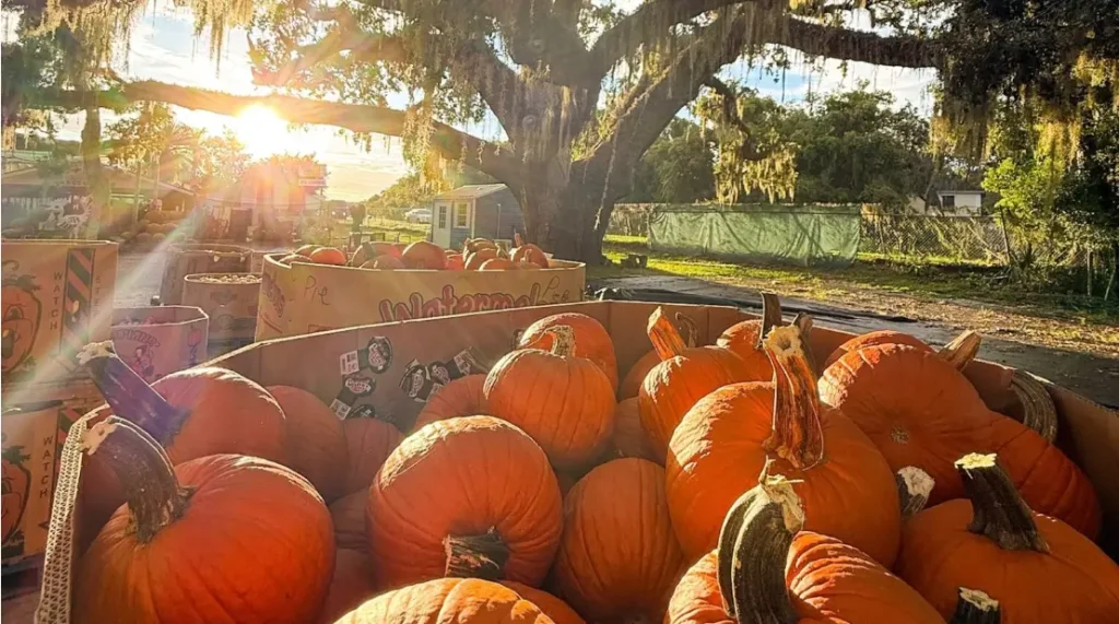 Families visiting the Bearss Groves pumpkin patch in Tampa