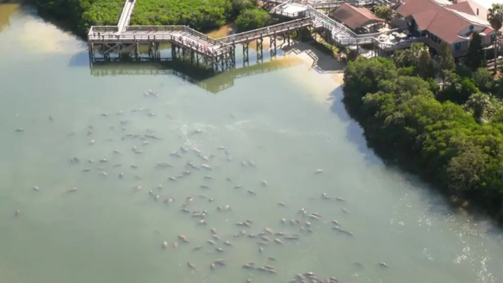 Manatee sanctuary at Tampa Electric’s Big Bend Power Station